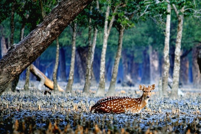 রোমাঞ্চকর সৌন্দর্যের সুন্দরবন