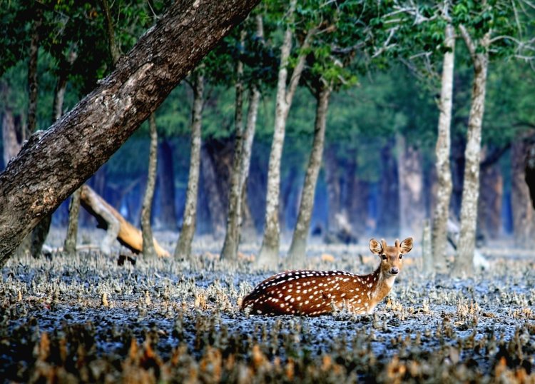 রোমাঞ্চকর সৌন্দর্যের সুন্দরবন